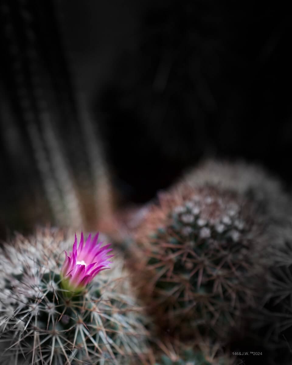 Bloeiende cactus-min